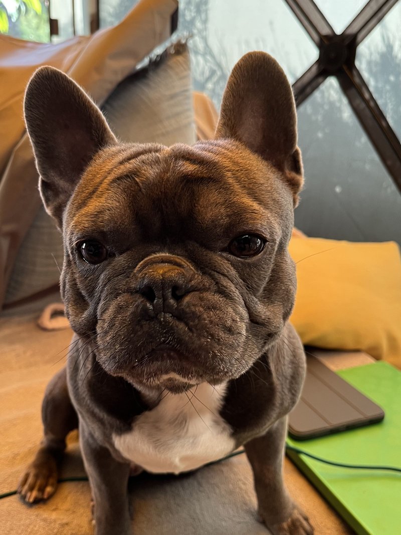 George the French Bulldog sitting alert on the couch, portrait