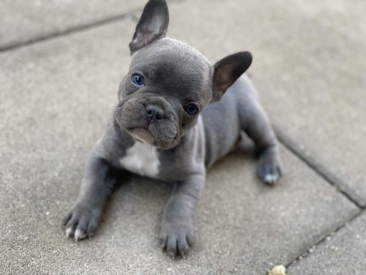 Puppy George the French Bulldog on paving stones with blue eyes