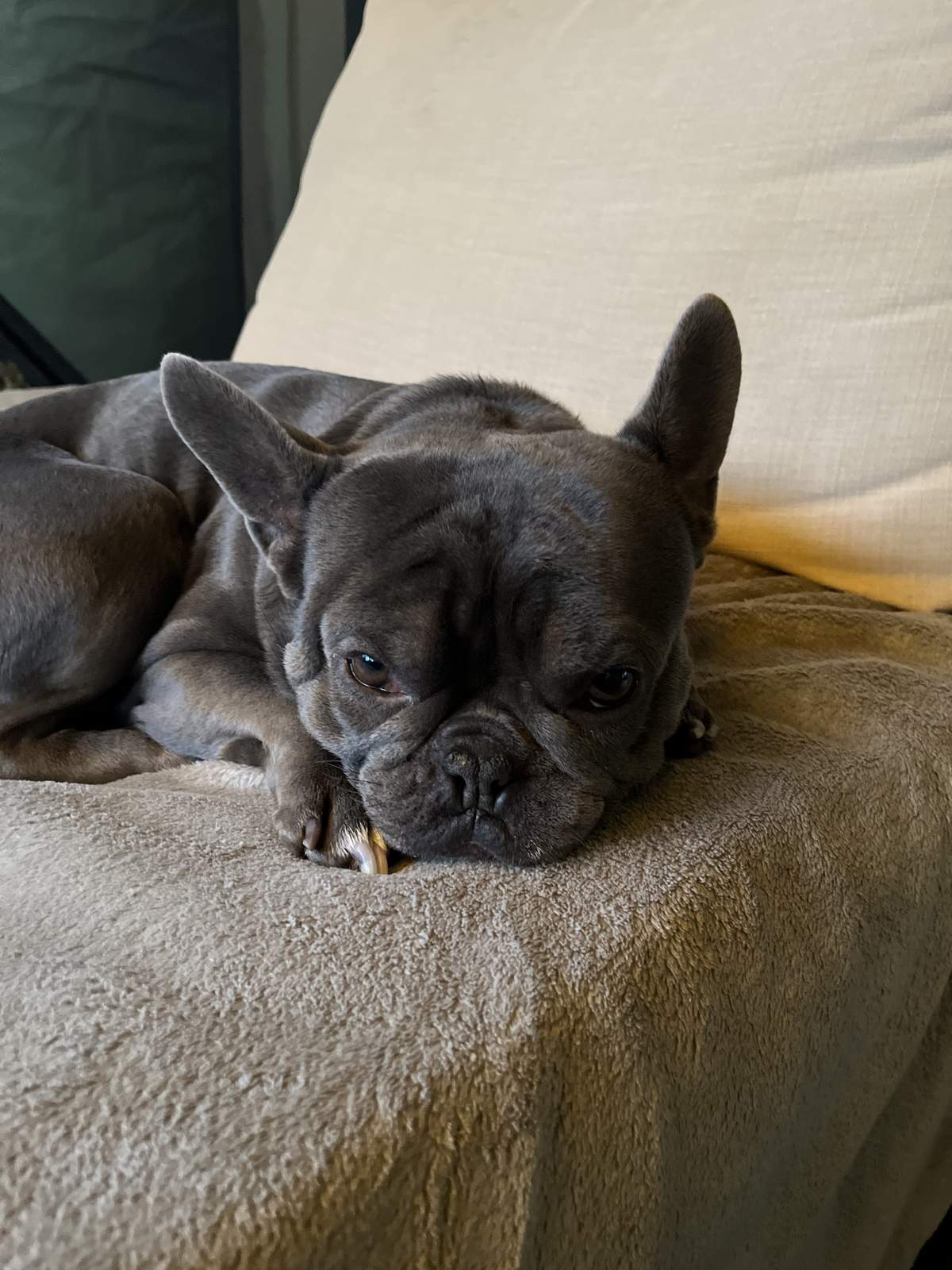 George the French Bulldog on the couch with a dental chew