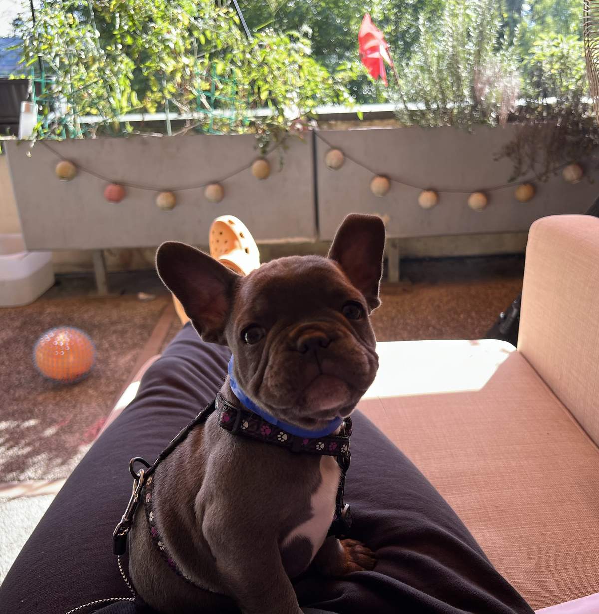 Puppy George on a balcony with an orange ball