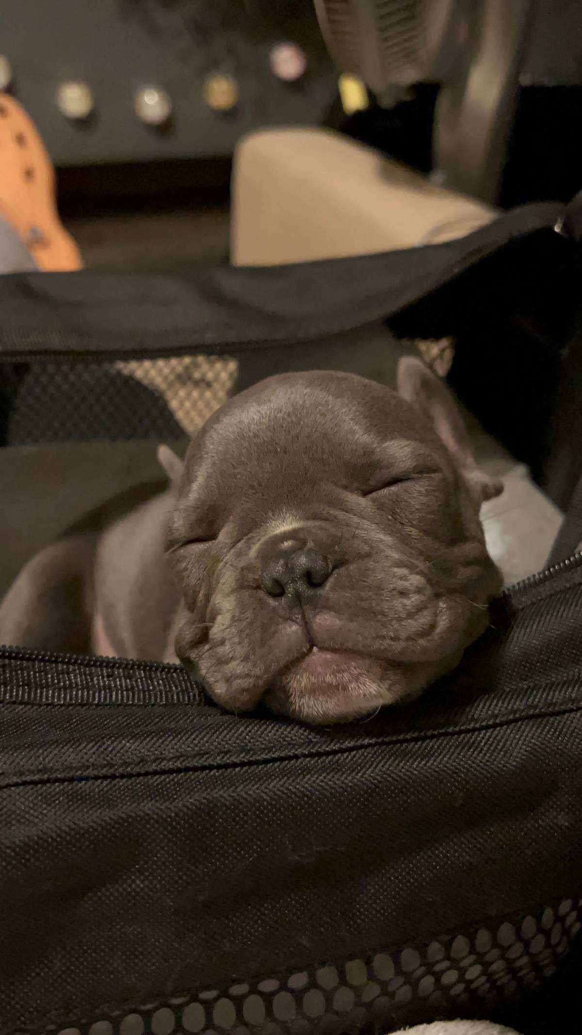 Puppy George sleeping in a black pet carrier