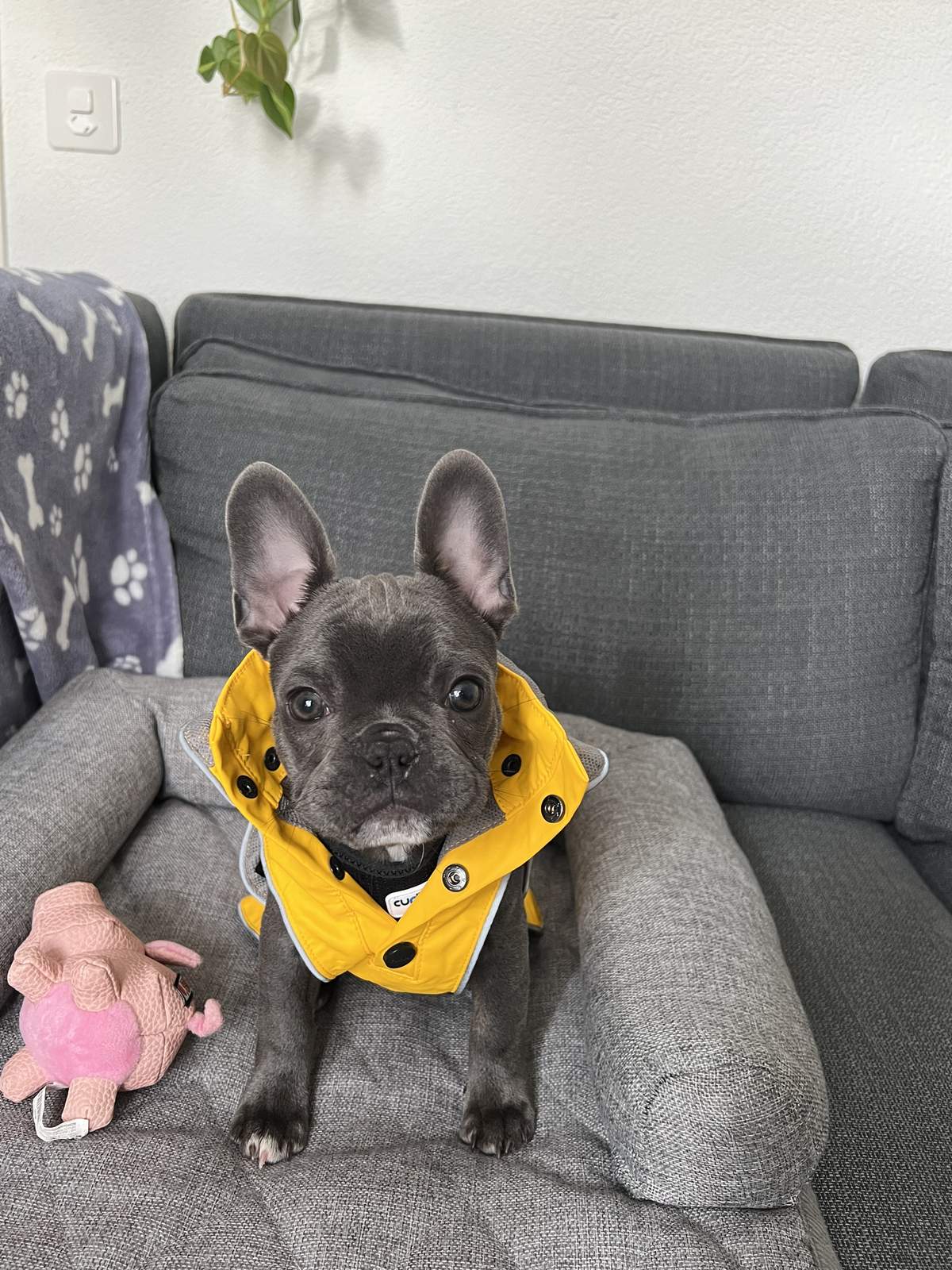 Puppy George on the couch in a yellow raincoat with a pig toy