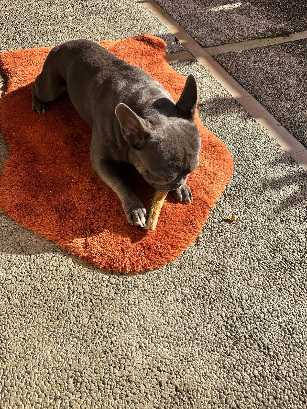 George the French Bulldog on an orange mat chewing a natural chew