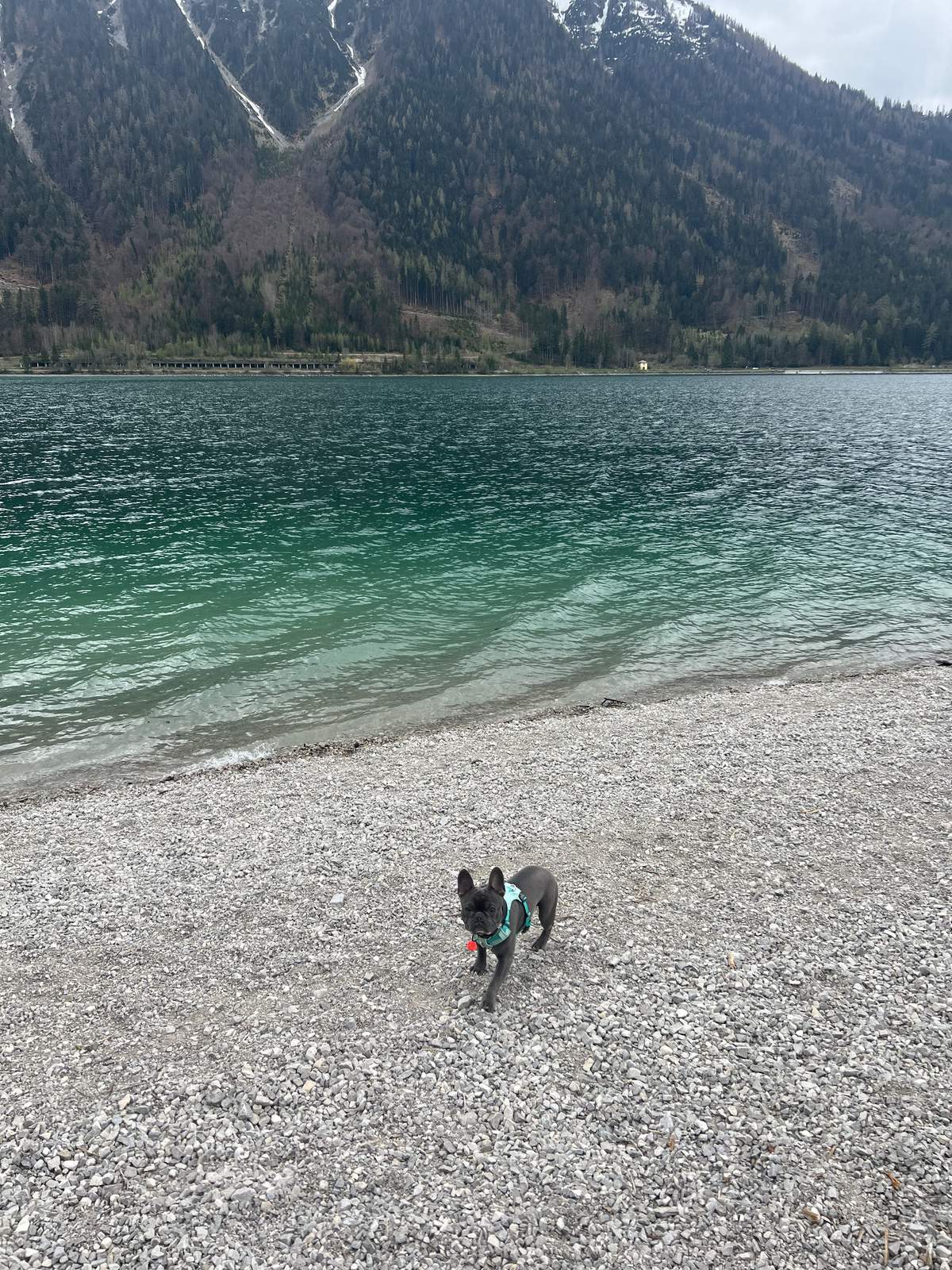 George at an alpine lake wearing his turquoise harness