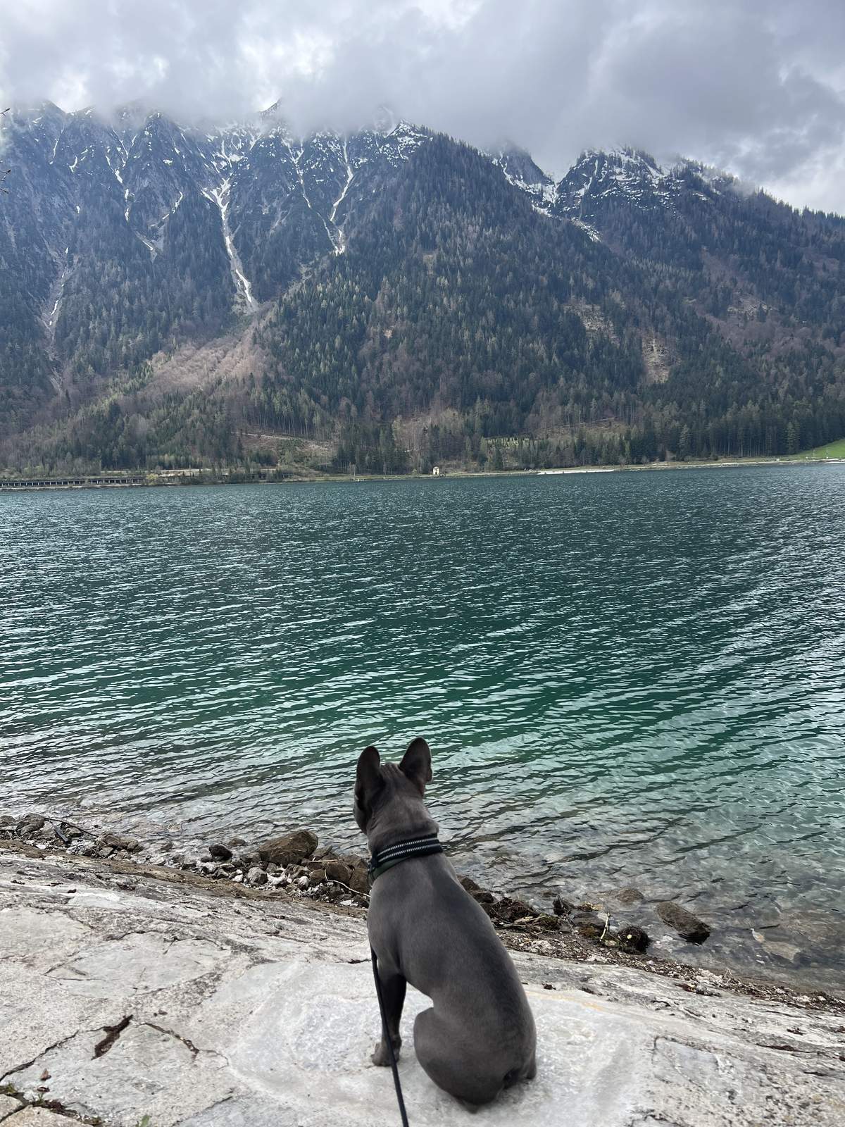 George the French Bulldog gazing at an alpine lake and mountains