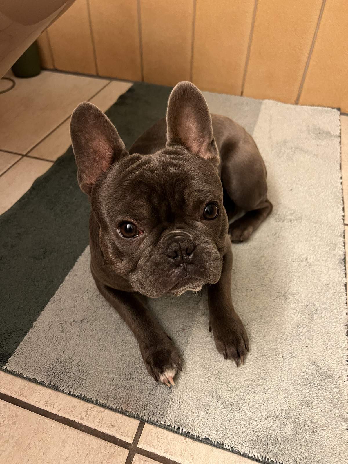George the French Bulldog on the bathroom floor looking up with expressive eyes
