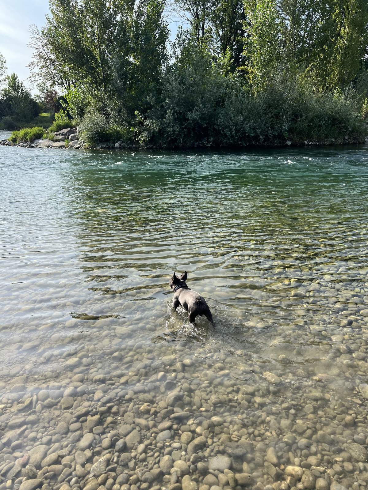 George the French Bulldog wading in a river to cool off
