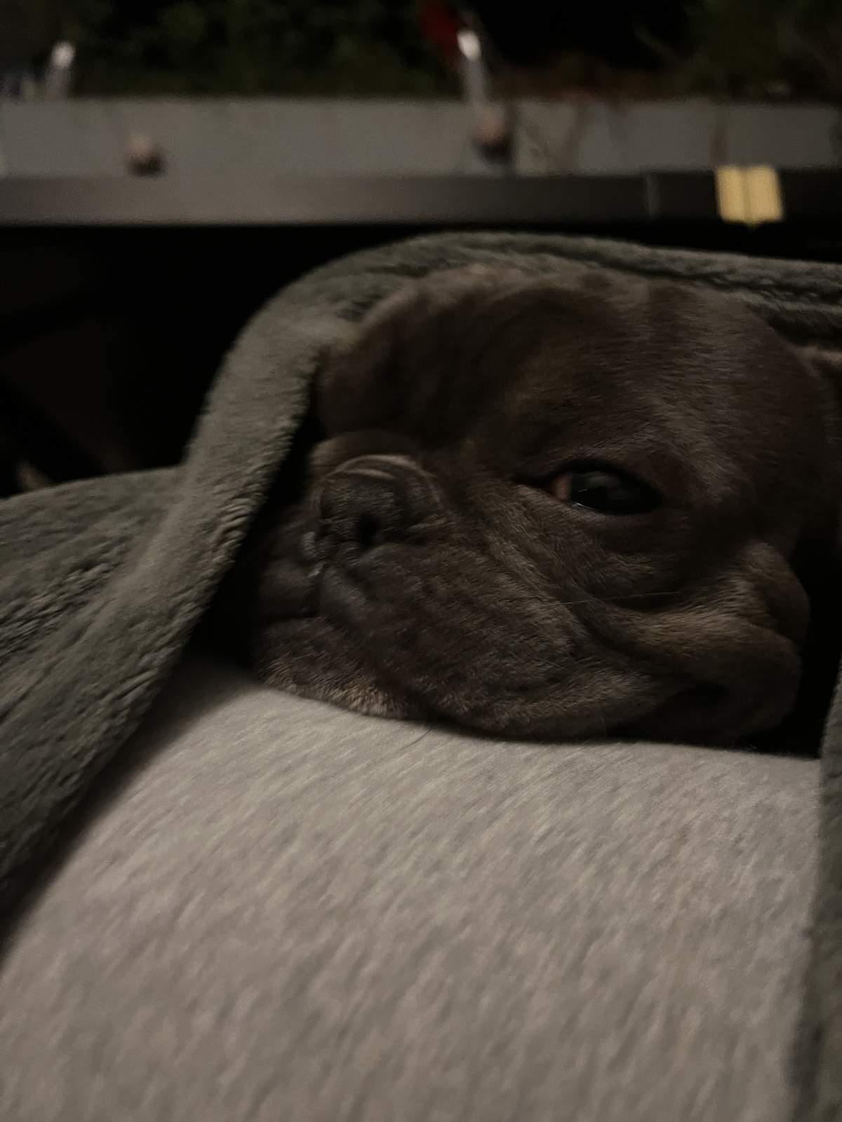 George the French Bulldog peeking out from under a fleece blanket