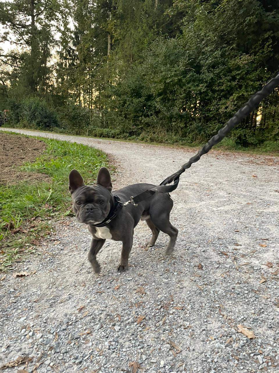 George the French Bulldog on a forest walk wearing a black harness