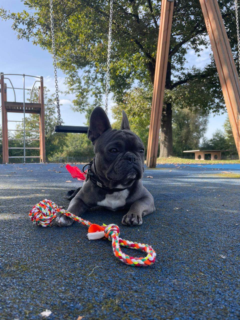 George the French Bulldog at the playground with a rope toy